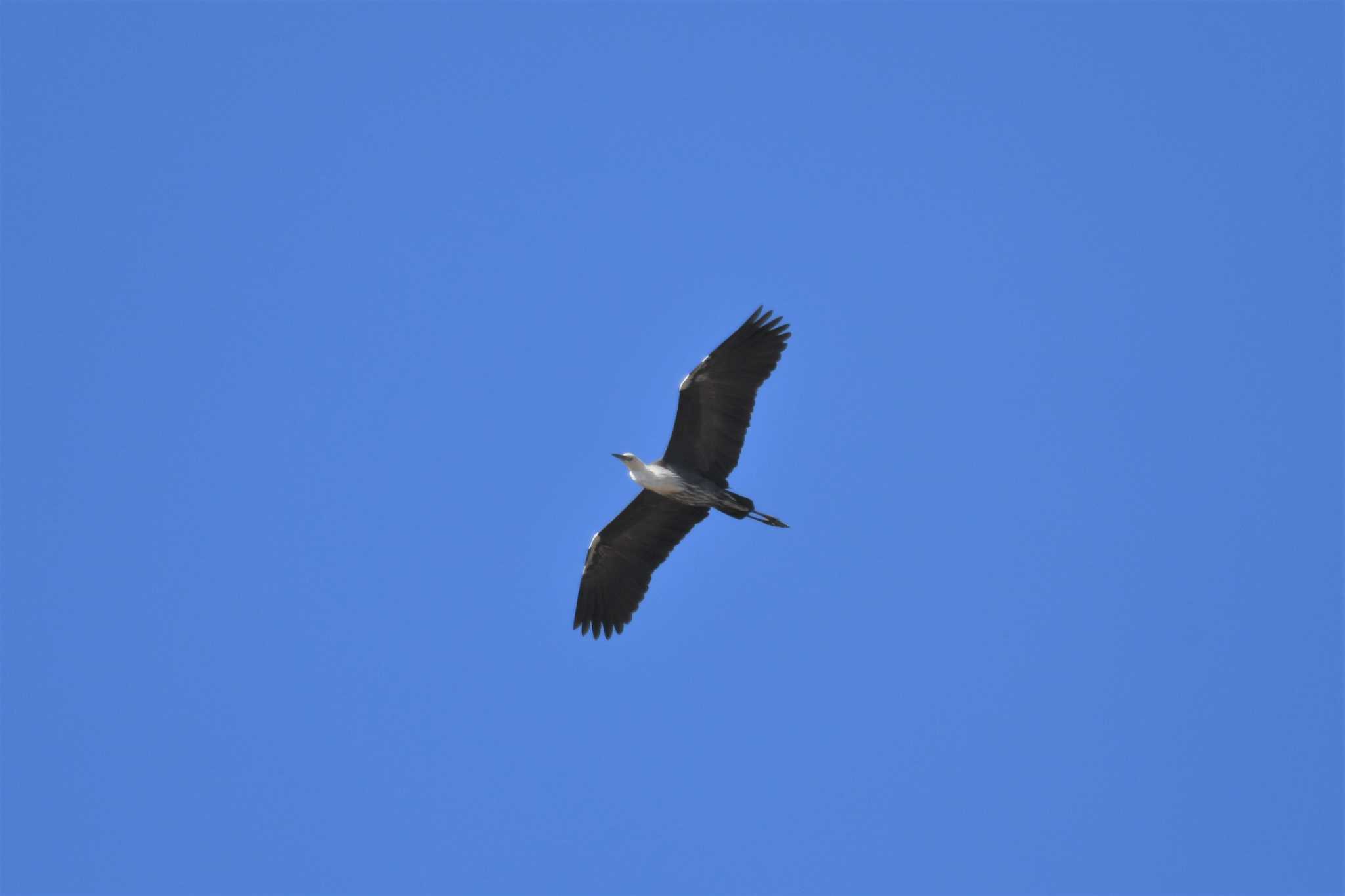 White-necked Heron