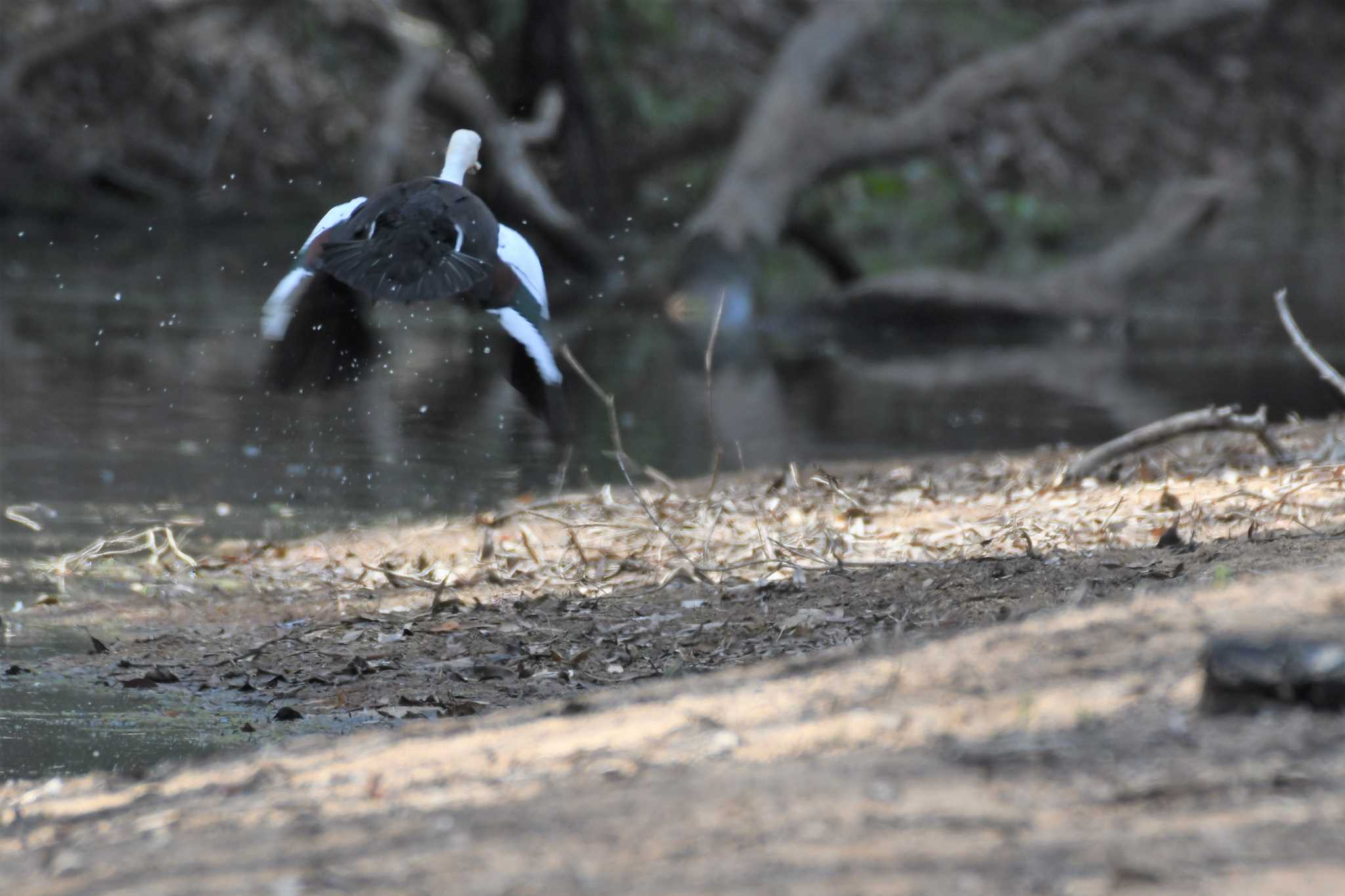 Photo of Radjah Shelduck at オーストラリア,ケアンズ～アイアインレンジ by でみこ