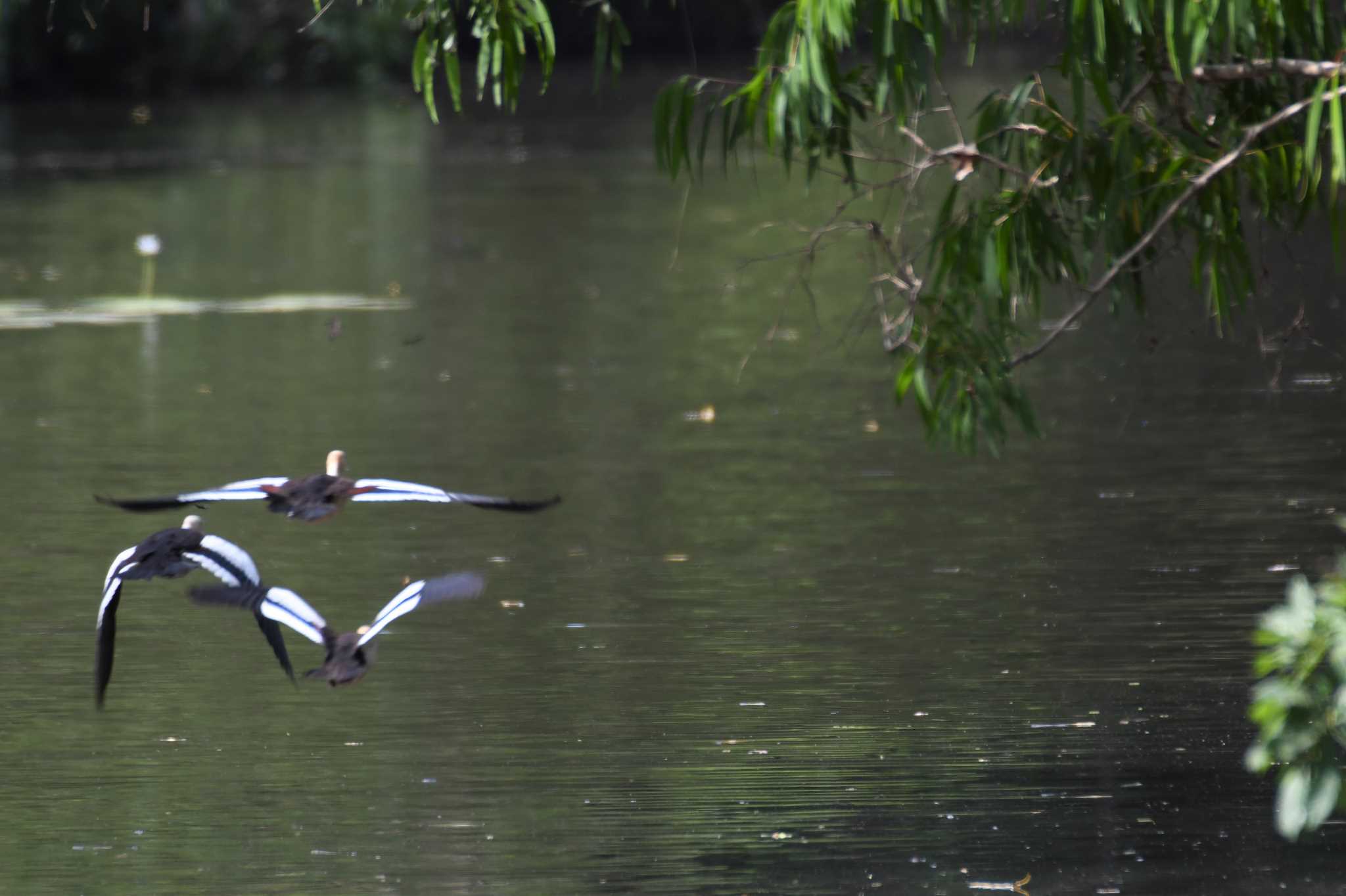 Radjah Shelduck