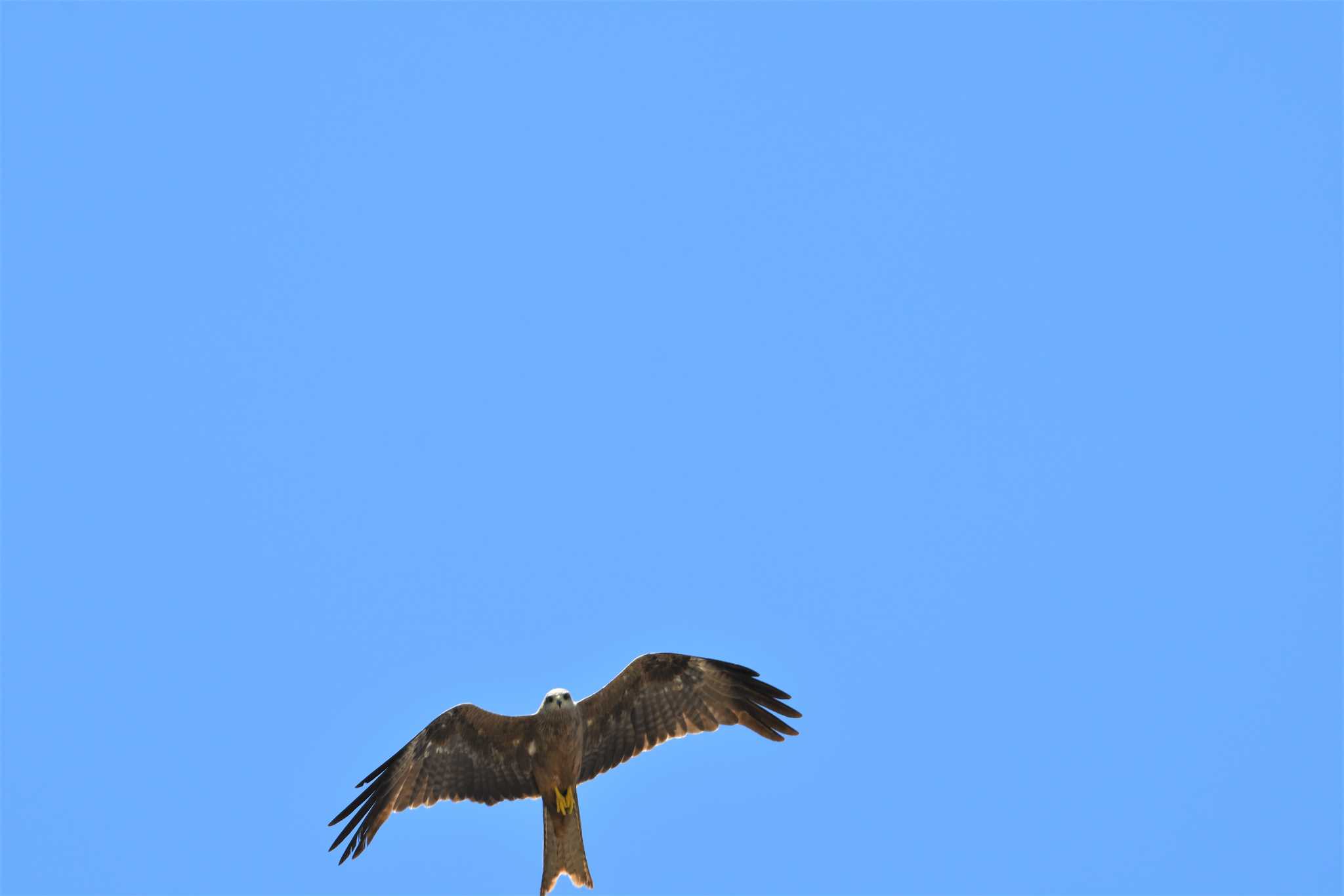 Black Kite