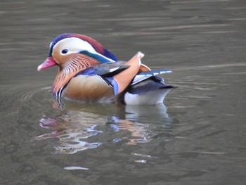 Tue, 11/26/2019 Birding report at 京都市宝ヶ池公園