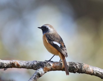 ジョウビタキ 新旭水鳥観察センター 2019年11月24日(日)