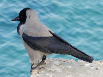 ズキンガラス Tel Aviv, Israel  2019年11月26日(火)