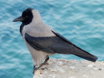 2019年11月26日(火) Tel Aviv, Israel の野鳥観察記録