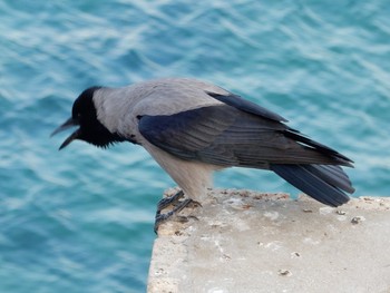 ズキンガラス Tel Aviv, Israel  2019年11月26日(火)