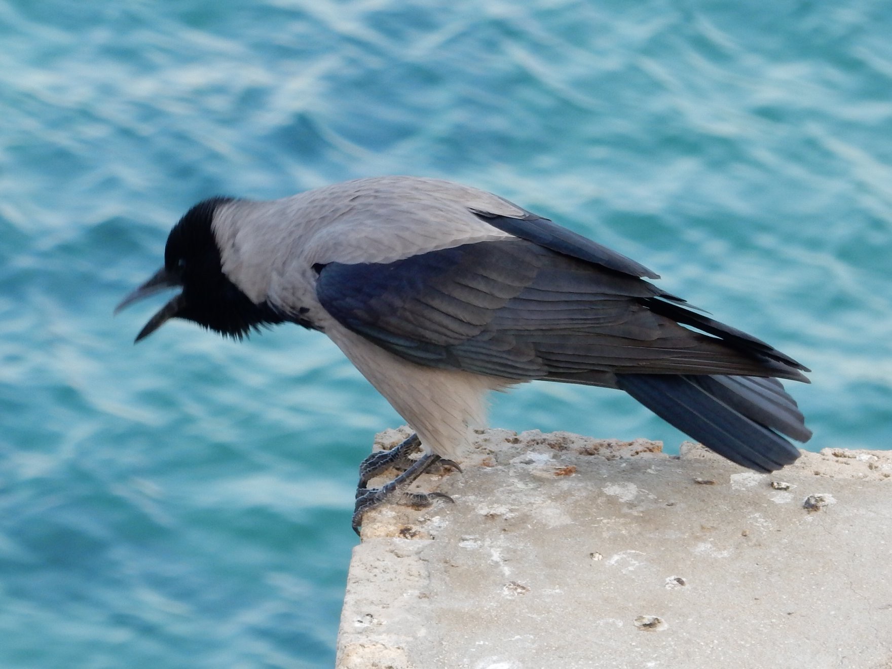 Photo of Hooded Crow at Tel Aviv, Israel  by tlvatsko83