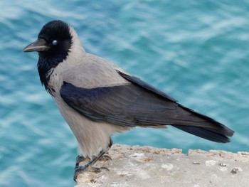 Hooded Crow Tel Aviv, Israel  Tue, 11/26/2019