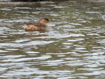 Little Grebe 霞ヶ浦 Tue, 11/26/2019