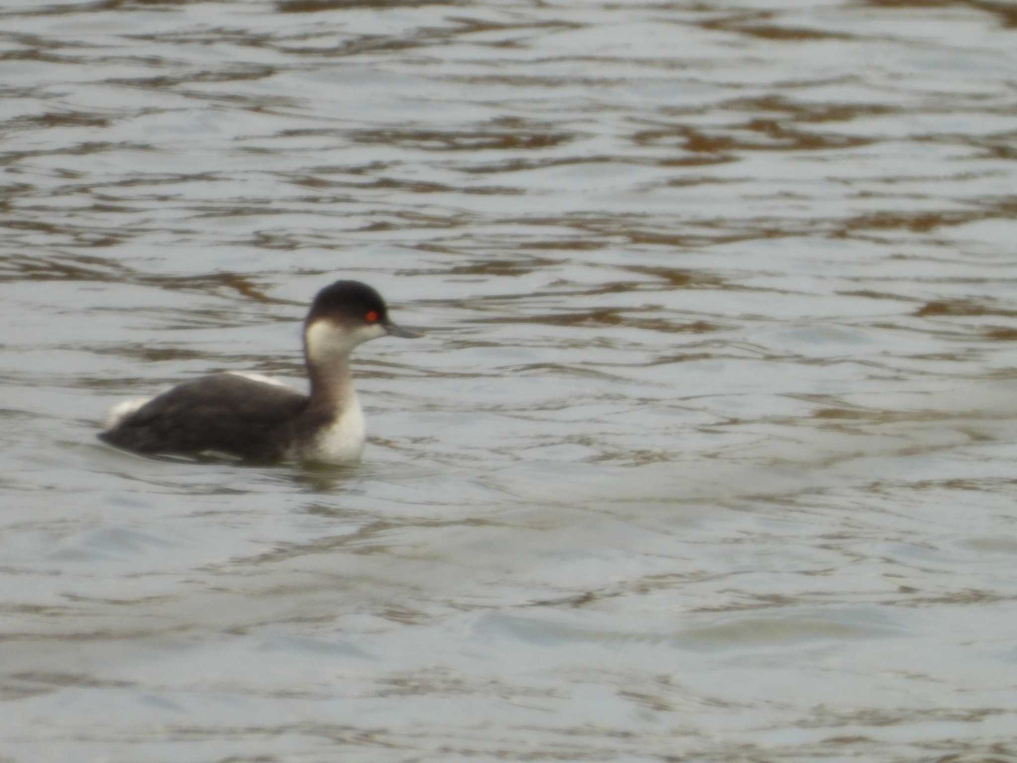 Photo of Black-necked Grebe at 霞ヶ浦 by 栗もなか