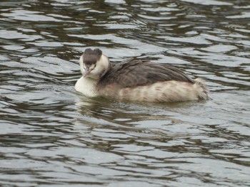 Great Crested Grebe 霞ヶ浦 Tue, 11/26/2019