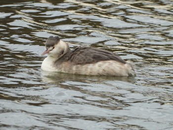 Great Crested Grebe 霞ヶ浦 Tue, 11/26/2019