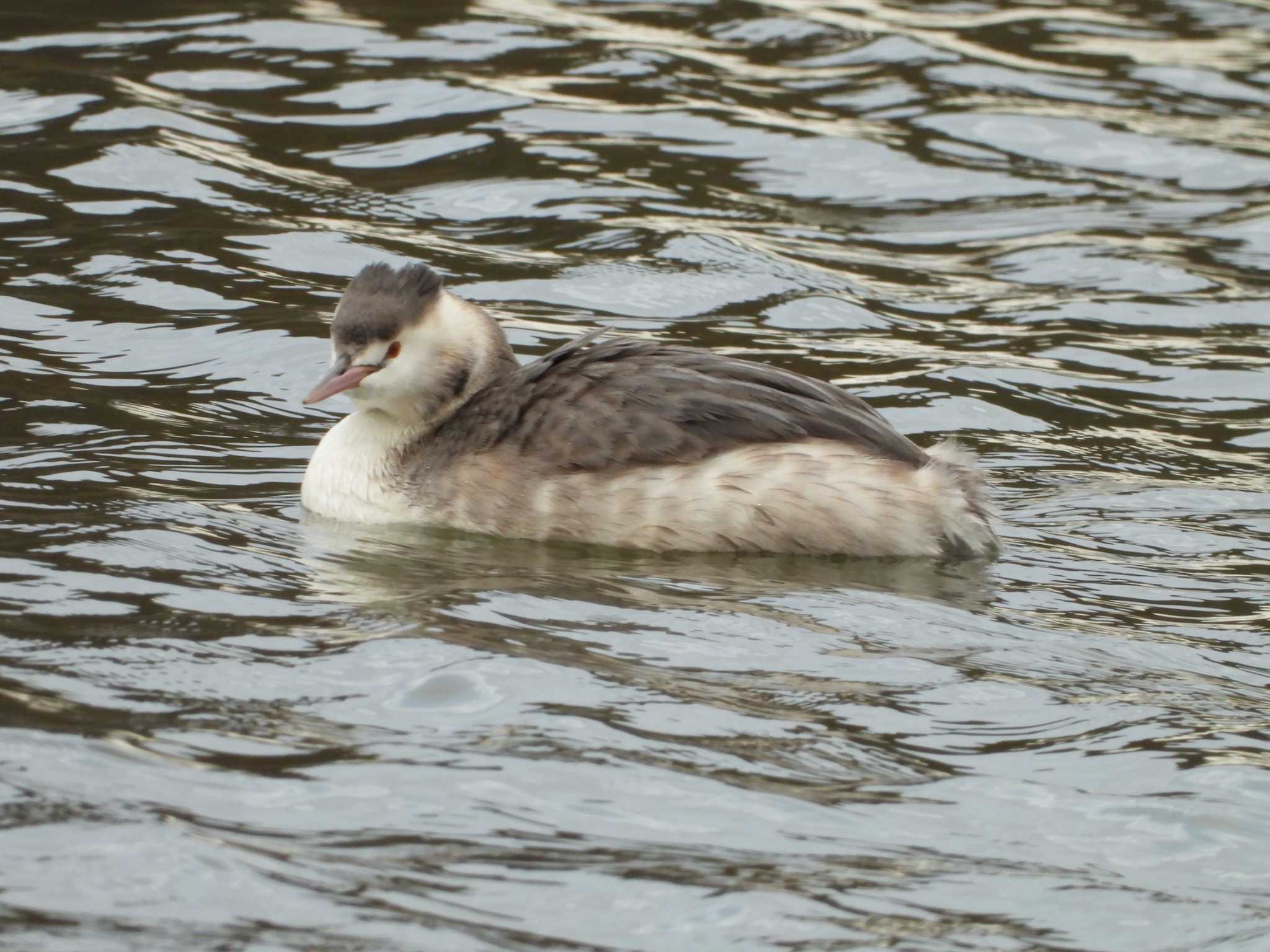 Photo of Great Crested Grebe at 霞ヶ浦 by 栗もなか