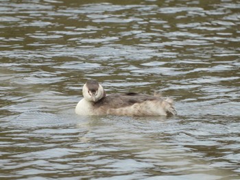 Great Crested Grebe 霞ヶ浦 Tue, 11/26/2019