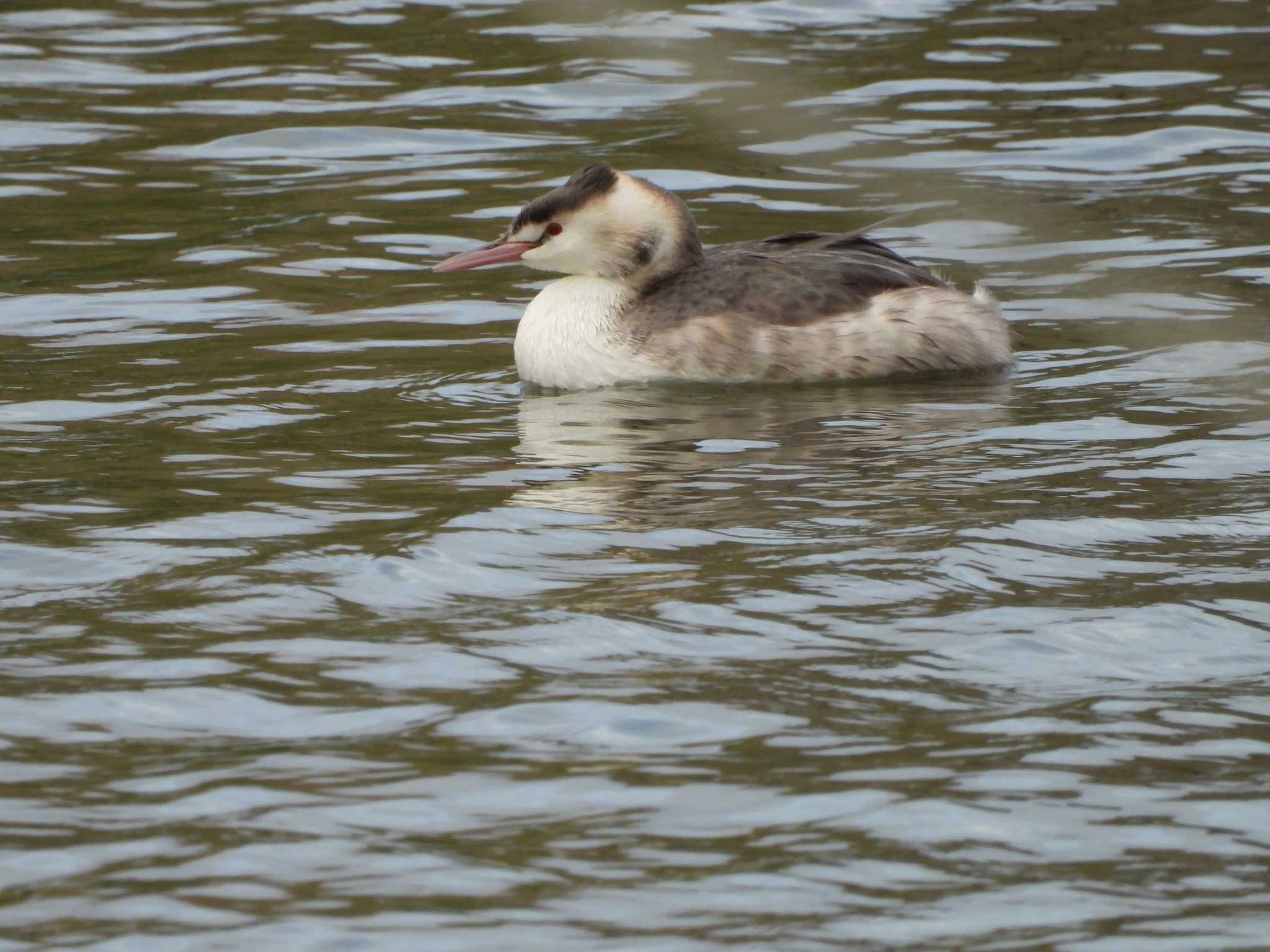 Photo of Great Crested Grebe at 霞ヶ浦 by 栗もなか