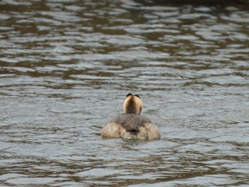 Great Crested Grebe 霞ヶ浦 Tue, 11/26/2019