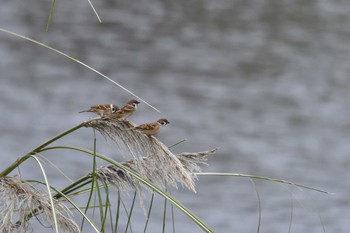 スズメ 野川 2019年11月24日(日)