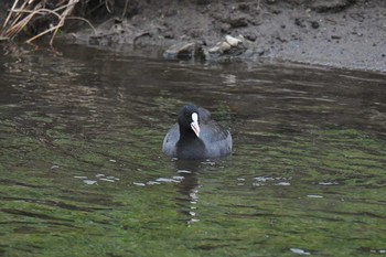 2019年11月24日(日) 野川の野鳥観察記録