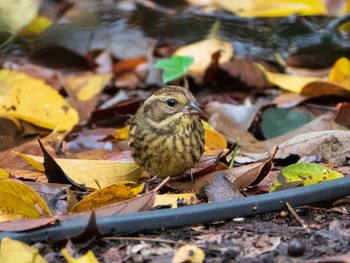 2019年11月24日(日) 六義園の野鳥観察記録