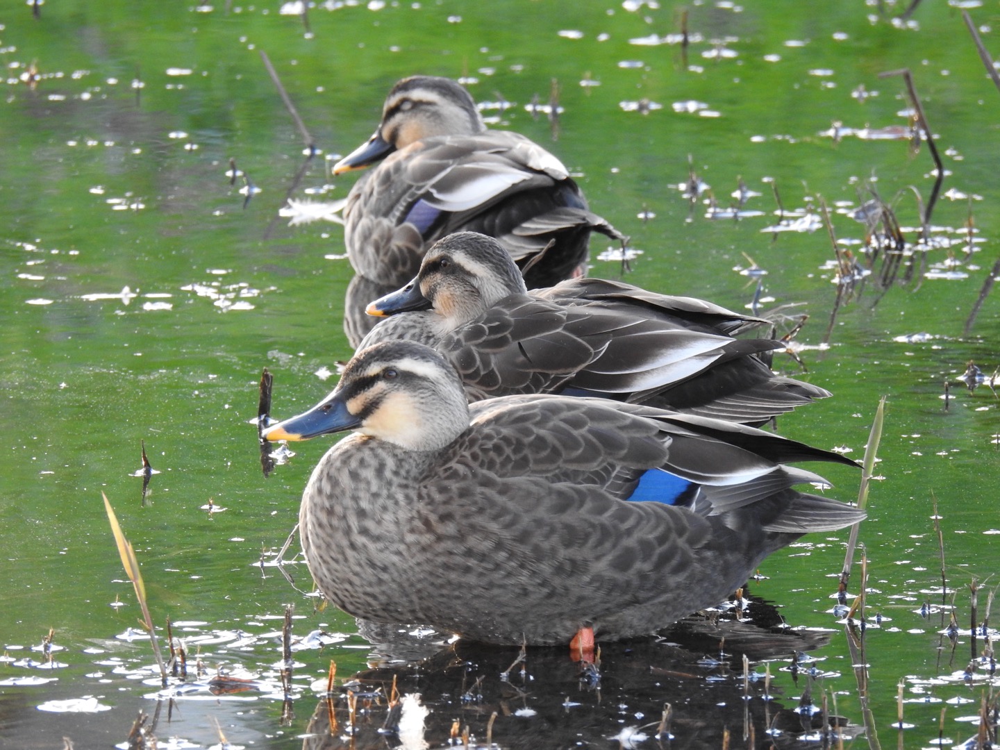 Photo of Eastern Spot-billed Duck at 三橋総合公園 by なおんなおん