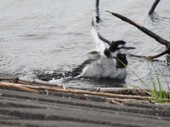 ハクセキレイ 狭山湖堤防 2019年11月24日(日)