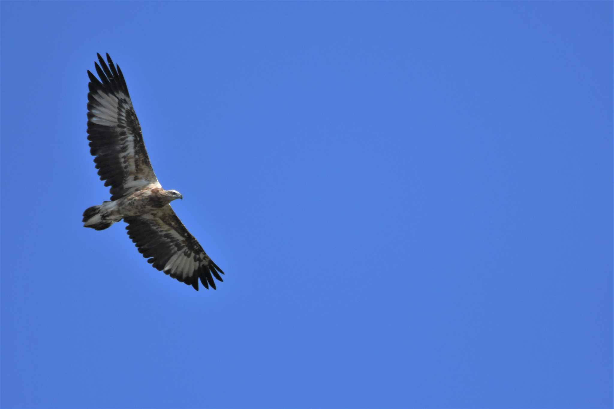 White-bellied Sea Eagle