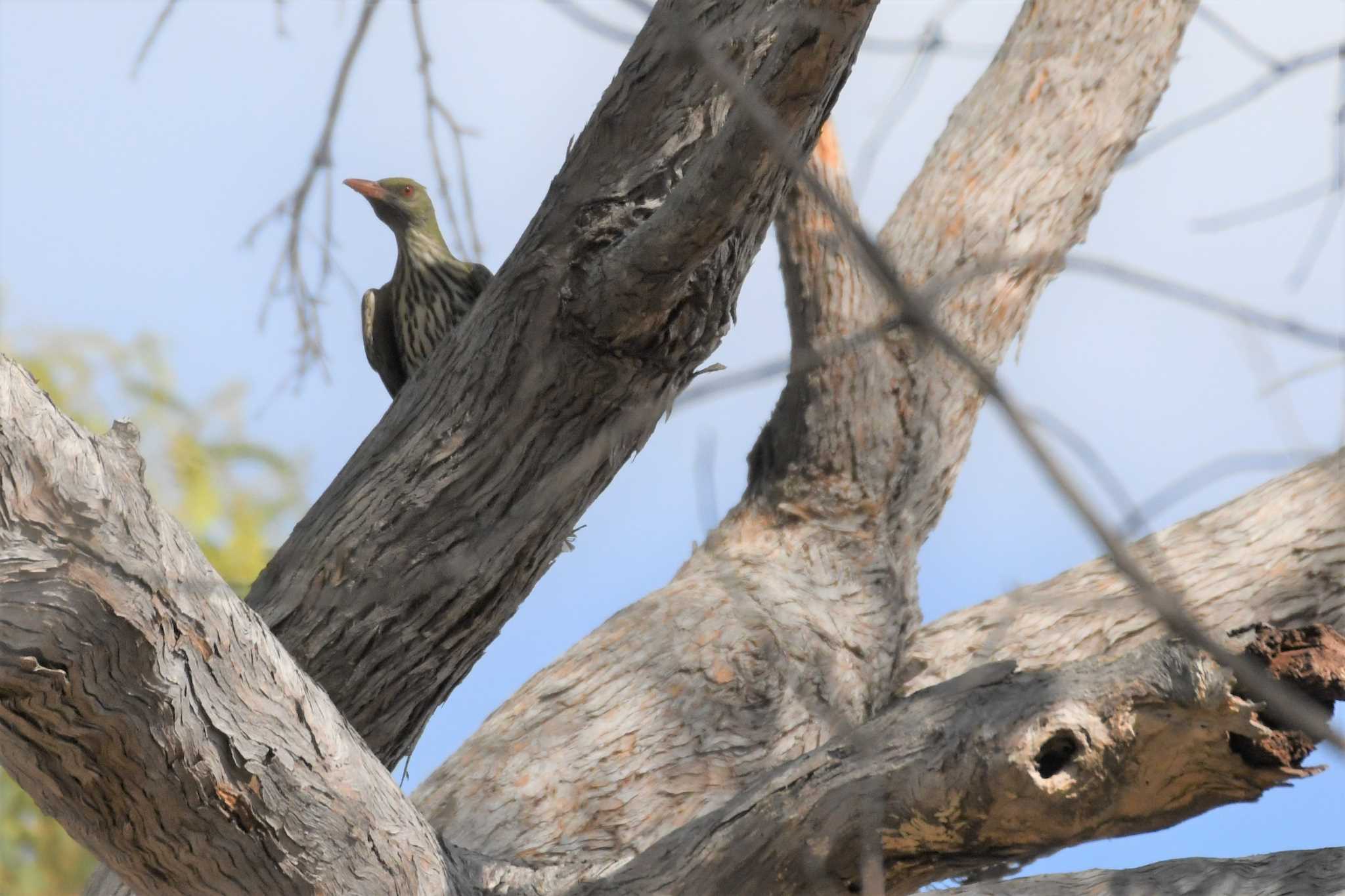 Photo of Olive-backed Oriole at オーストラリア,ケアンズ～アイアインレンジ by でみこ