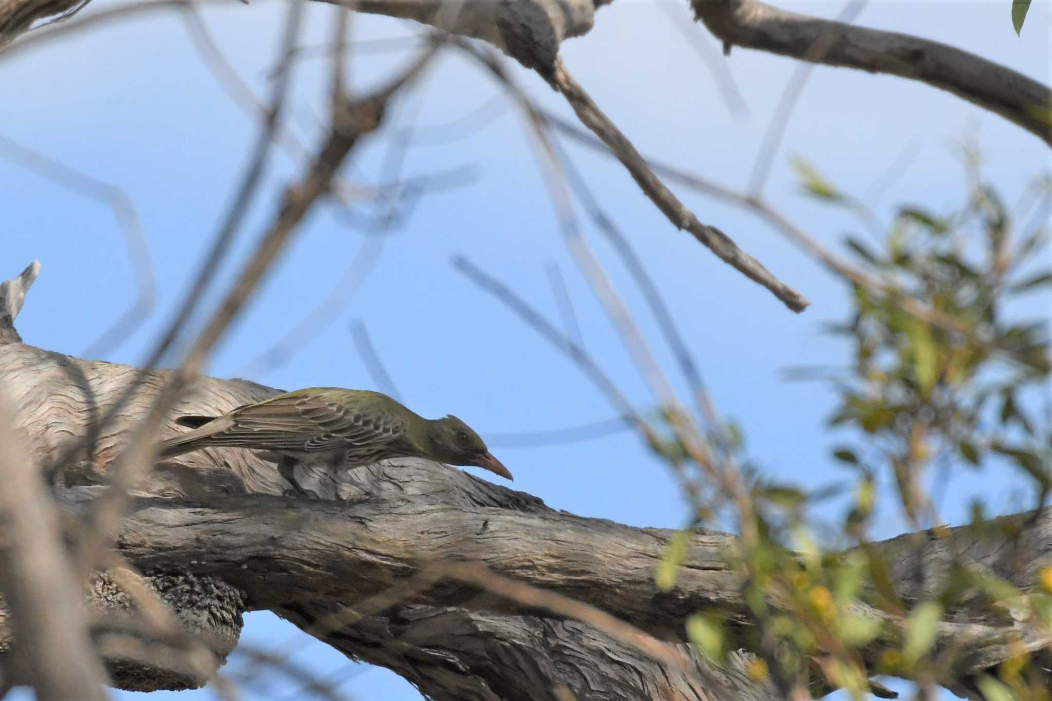 Olive-backed Oriole