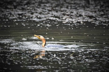 Little Pied Cormorant オーストラリア,ケアンズ～アイアインレンジ Mon, 10/21/2019