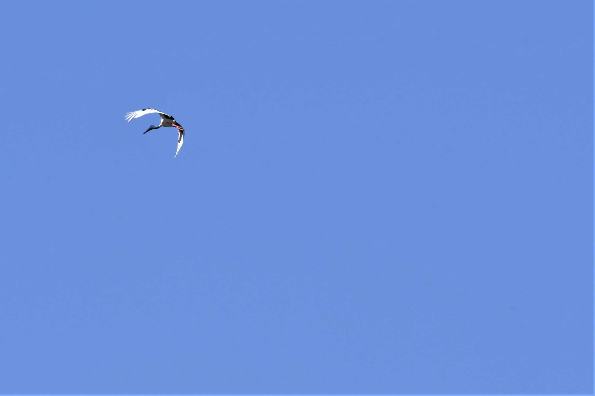 Photo of Black-necked Stork at オーストラリア,ケアンズ～アイアインレンジ by でみこ