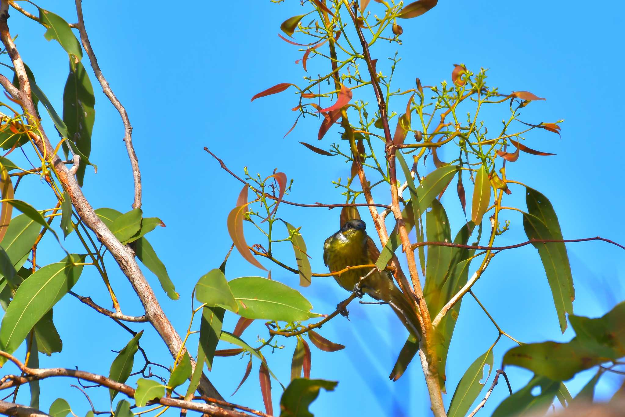 Photo of Varied Honeyeater at オーストラリア,ケアンズ～アイアインレンジ by でみこ