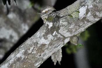 Marbled Frogmouth オーストラリア,ケアンズ～アイアインレンジ Wed, 10/16/2019