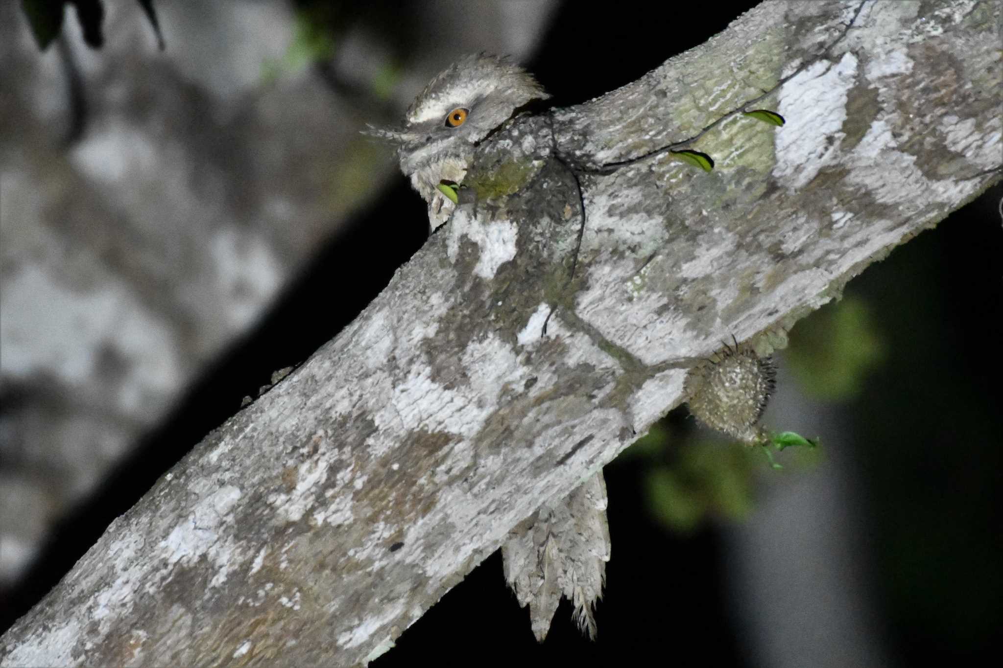 オーストラリア,ケアンズ～アイアインレンジ チャイロガマグチヨタカの写真 by でみこ