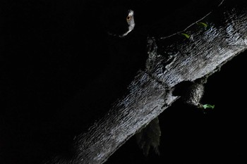 Marbled Frogmouth オーストラリア,ケアンズ～アイアインレンジ Wed, 10/16/2019