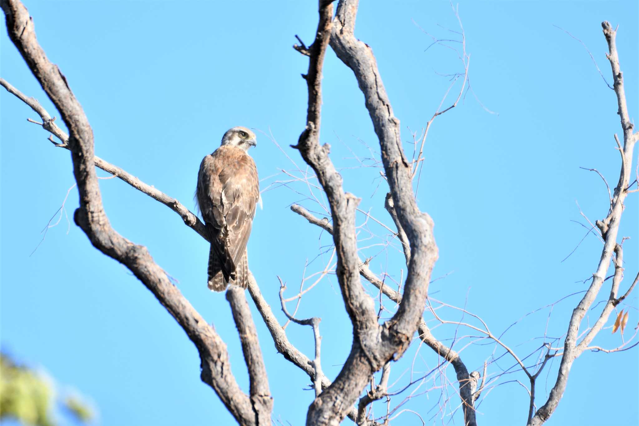 Brown Falcon