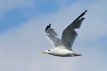 Vega Gull