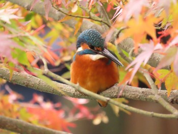 カワセミ 薬師池公園 2019年11月24日(日)