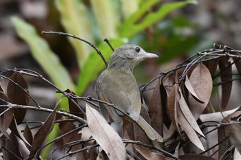 Rufous Shrikethrush オーストラリア,ケアンズ～アイアインレンジ Wed, 10/16/2019