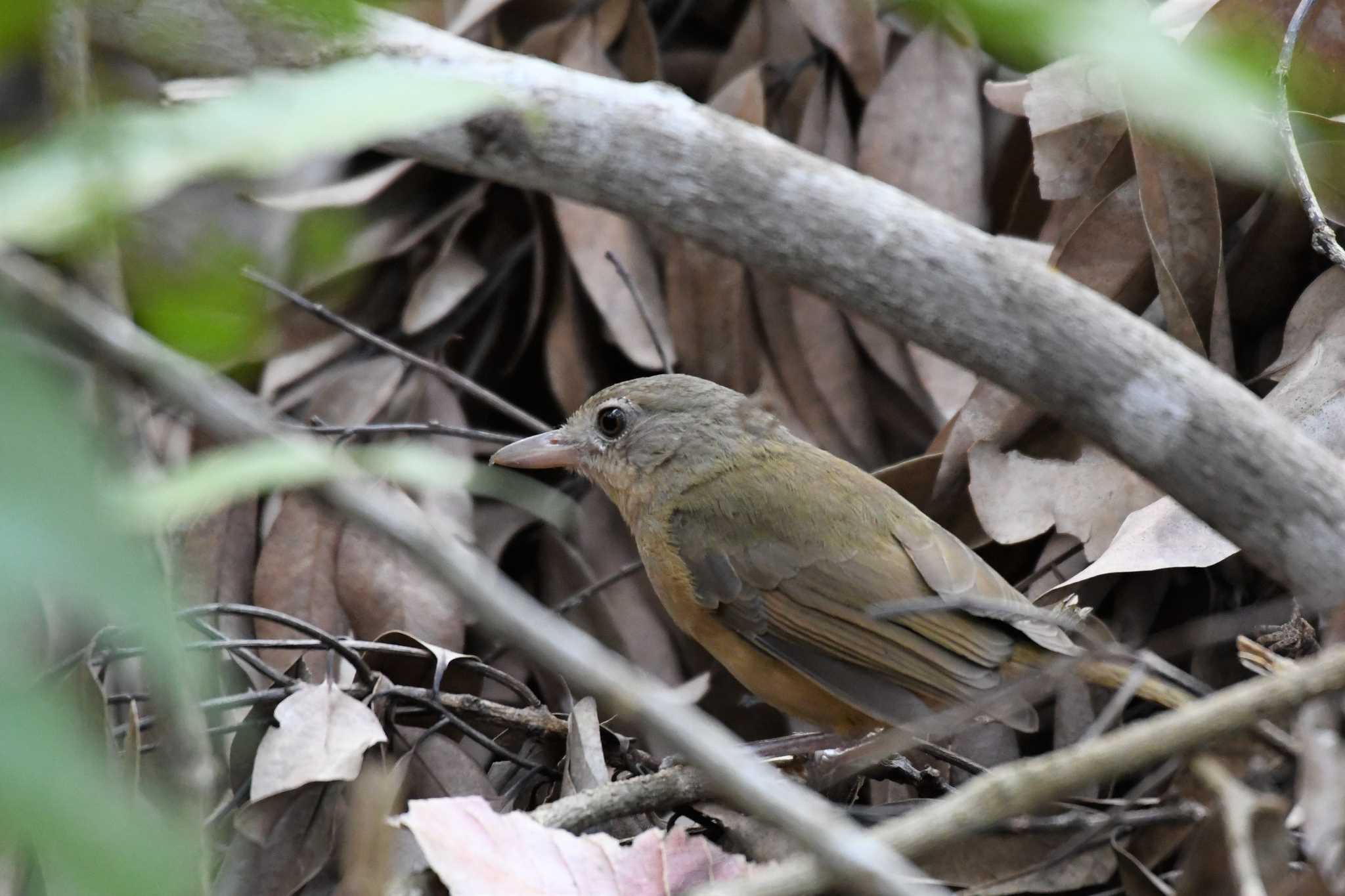 Photo of Rufous Shrikethrush at オーストラリア,ケアンズ～アイアインレンジ by でみこ