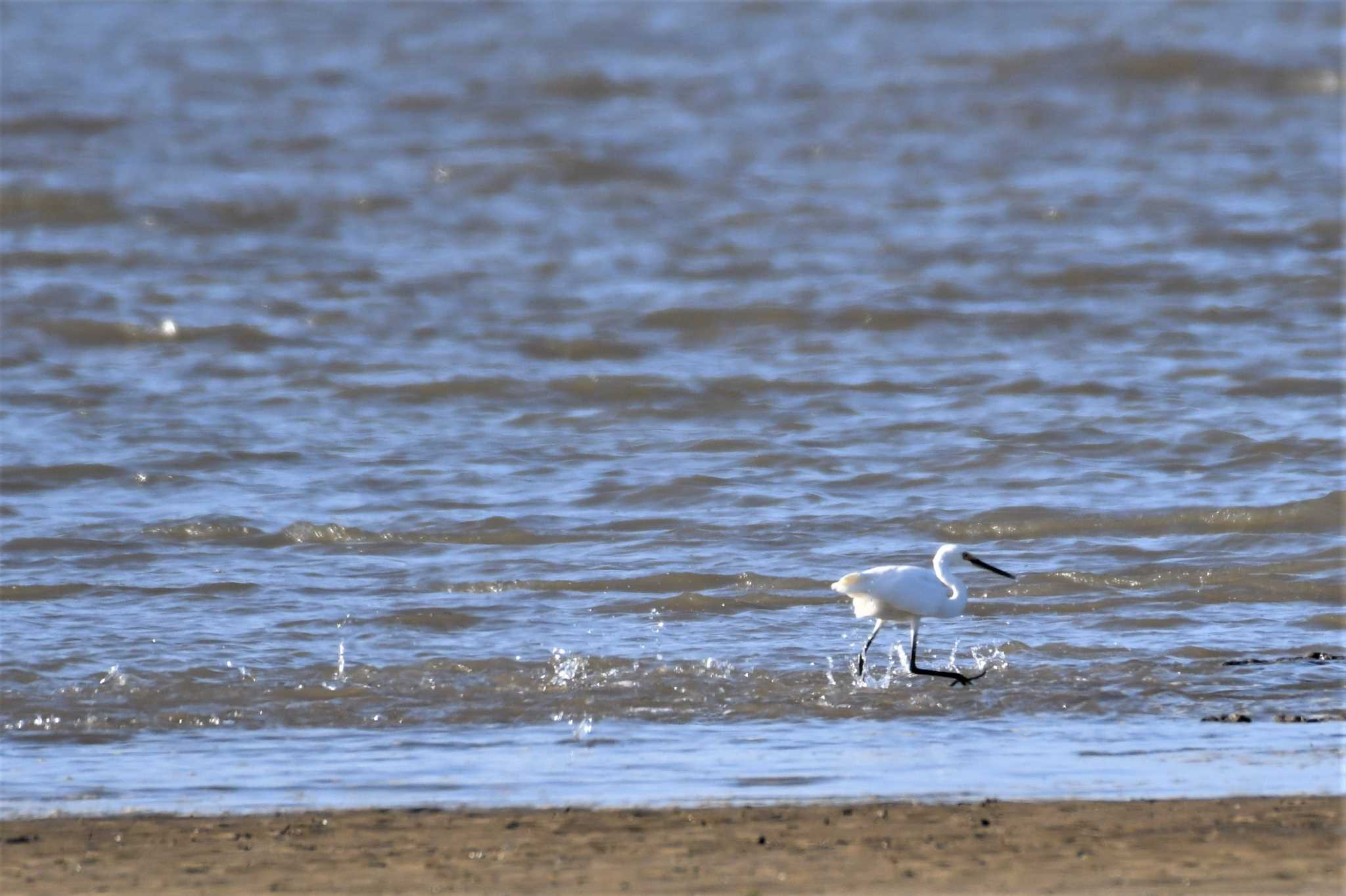 Little Egret