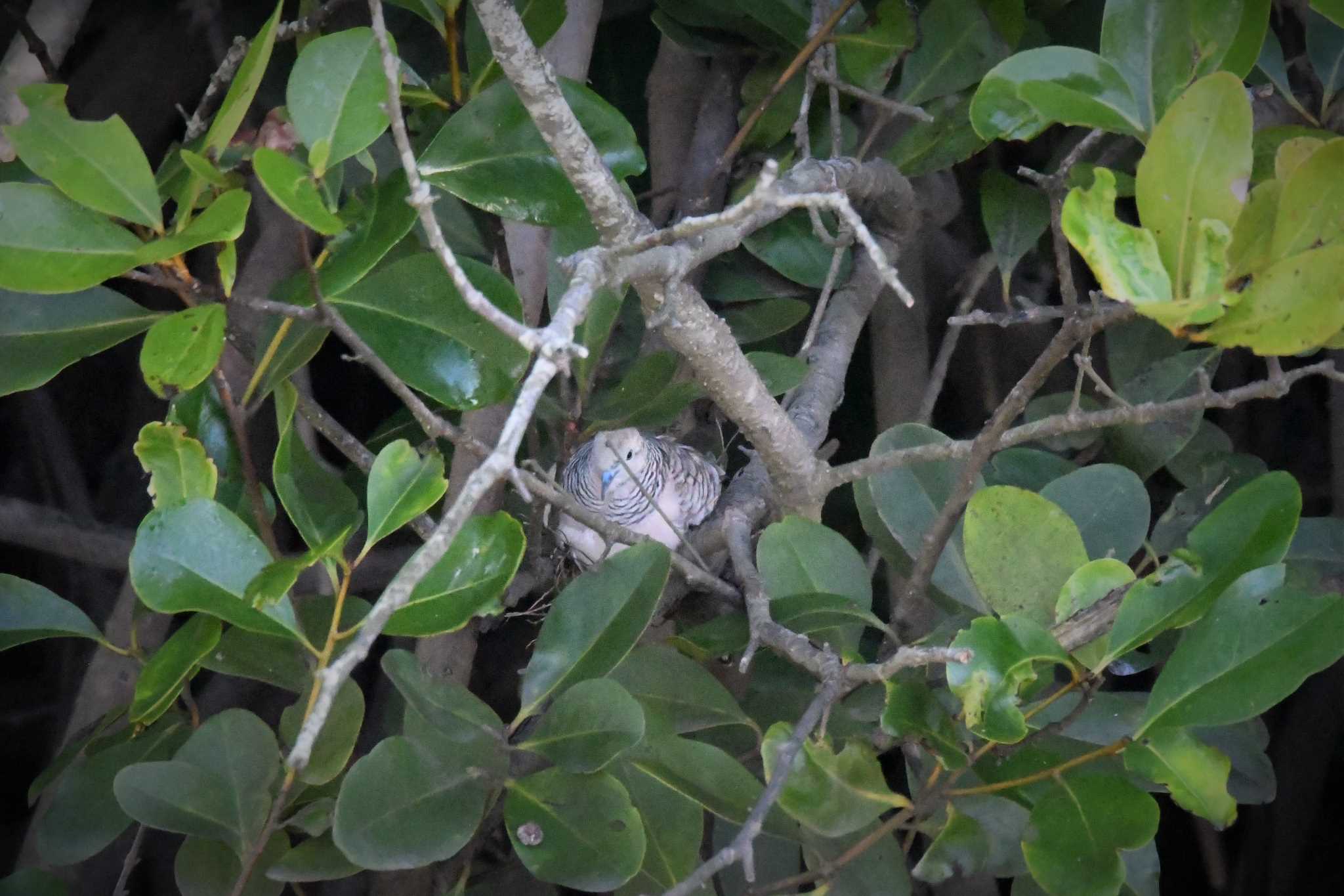 Zebra Dove