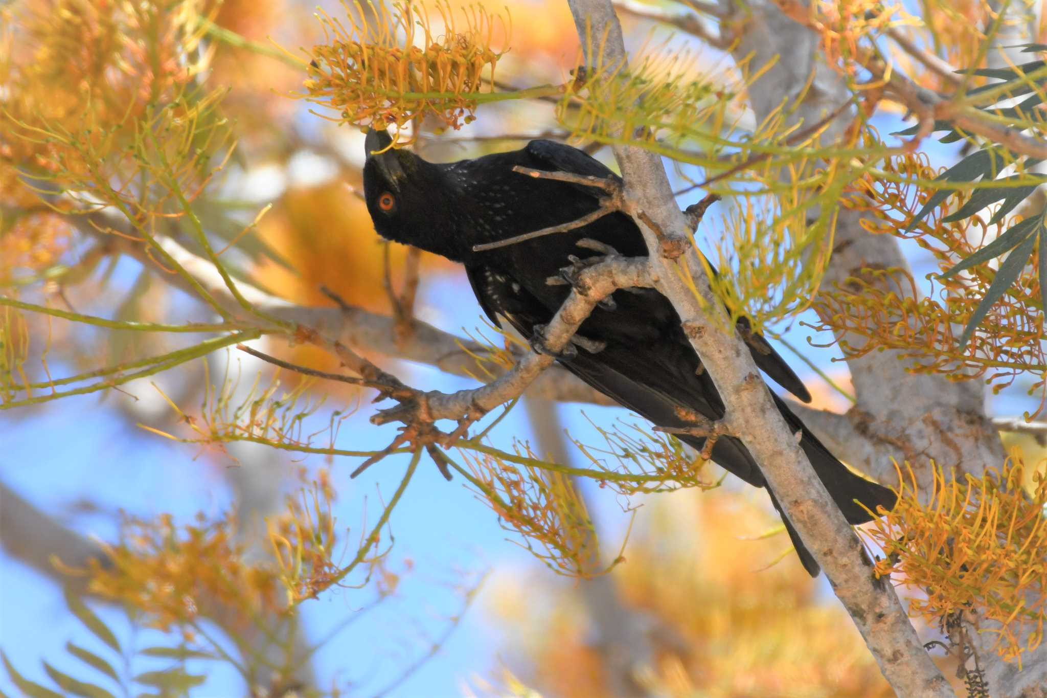 Spangled Drongo