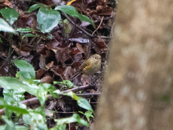 2019年11月27日(水) 多摩森林科学園の野鳥観察記録