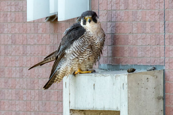 2019年11月4日(月) 大津の野鳥観察記録