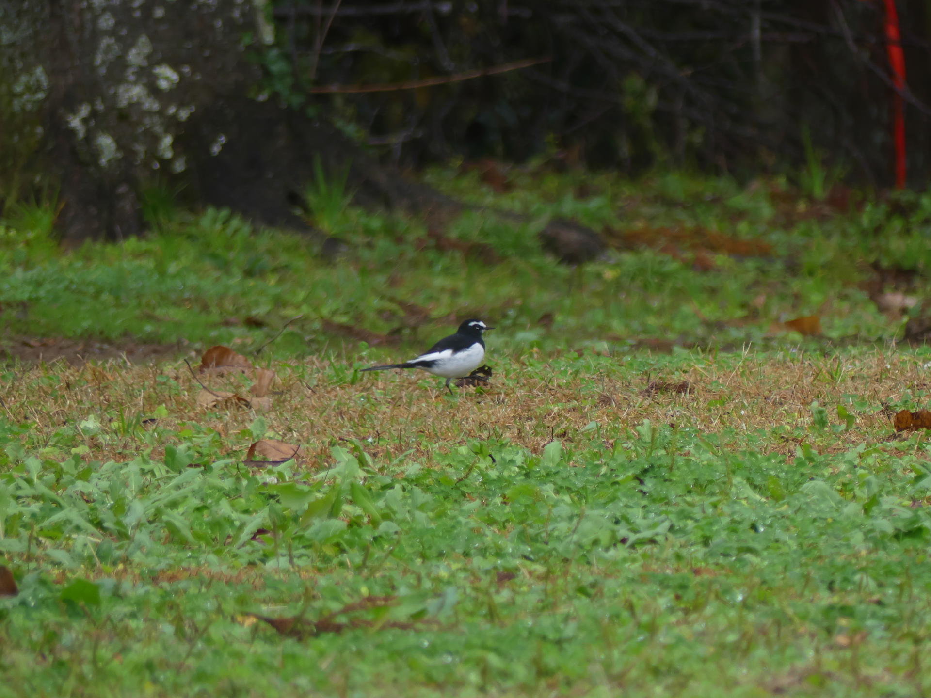 Photo of Japanese Wagtail at 千葉市泉自然公園 by Take Moto