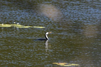 Little Pied Cormorant ケアンズ Sat, 10/12/2019