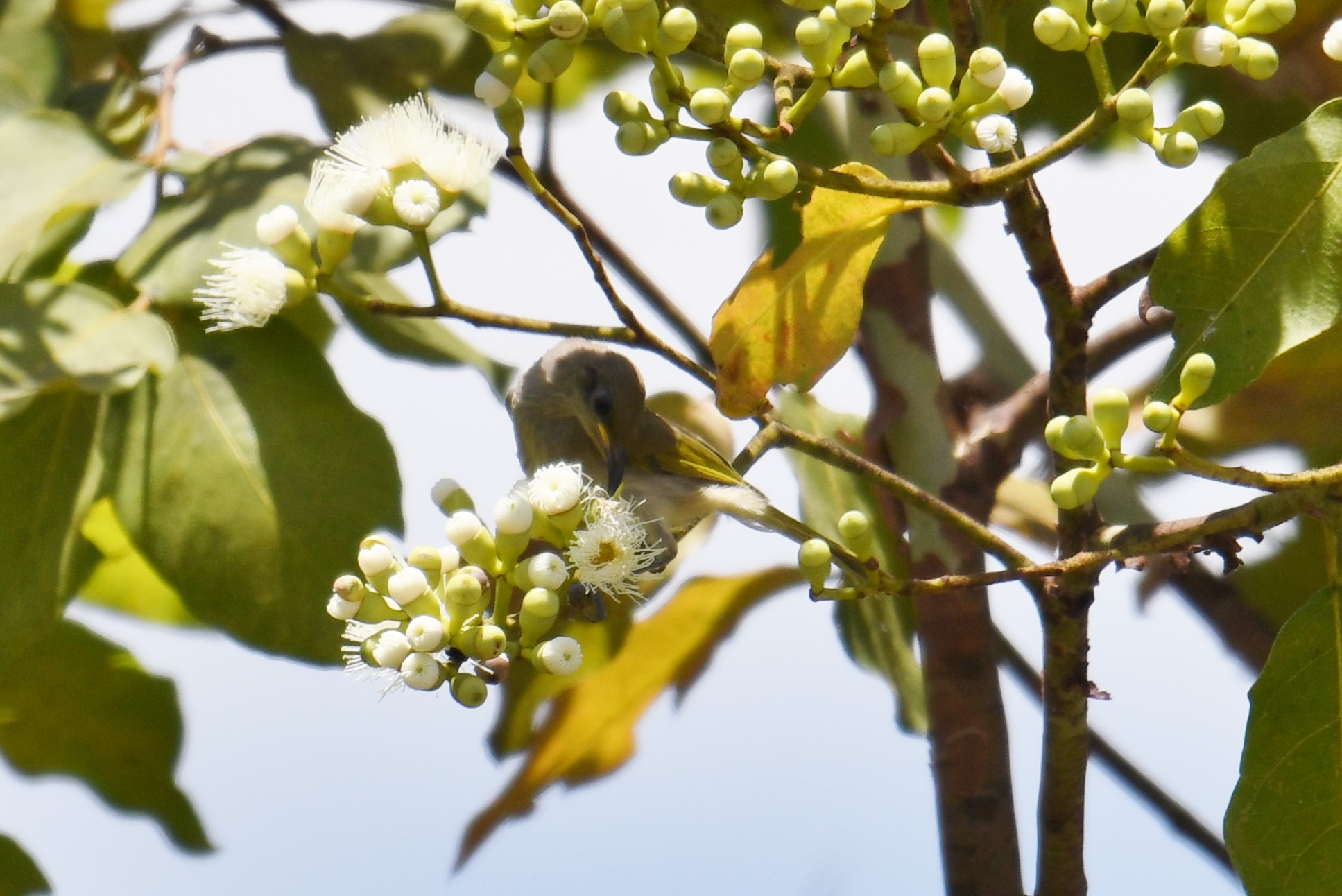 Photo of Brown Honeyeater at ケアンズ by あひる