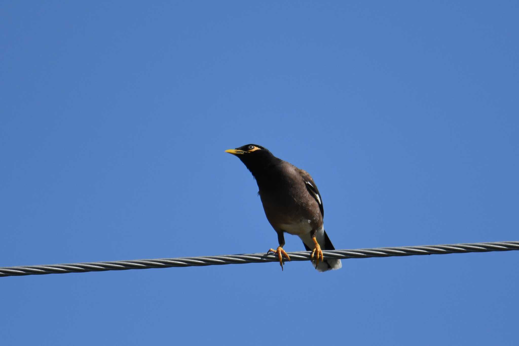 Photo of Common Myna at ケアンズ by あひる