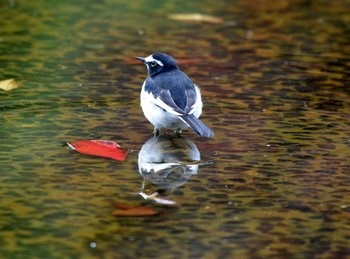 Japanese Wagtail 大江川緑地 Tue, 11/26/2019