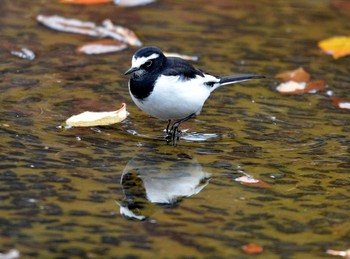 Japanese Wagtail 大江川緑地 Tue, 11/26/2019