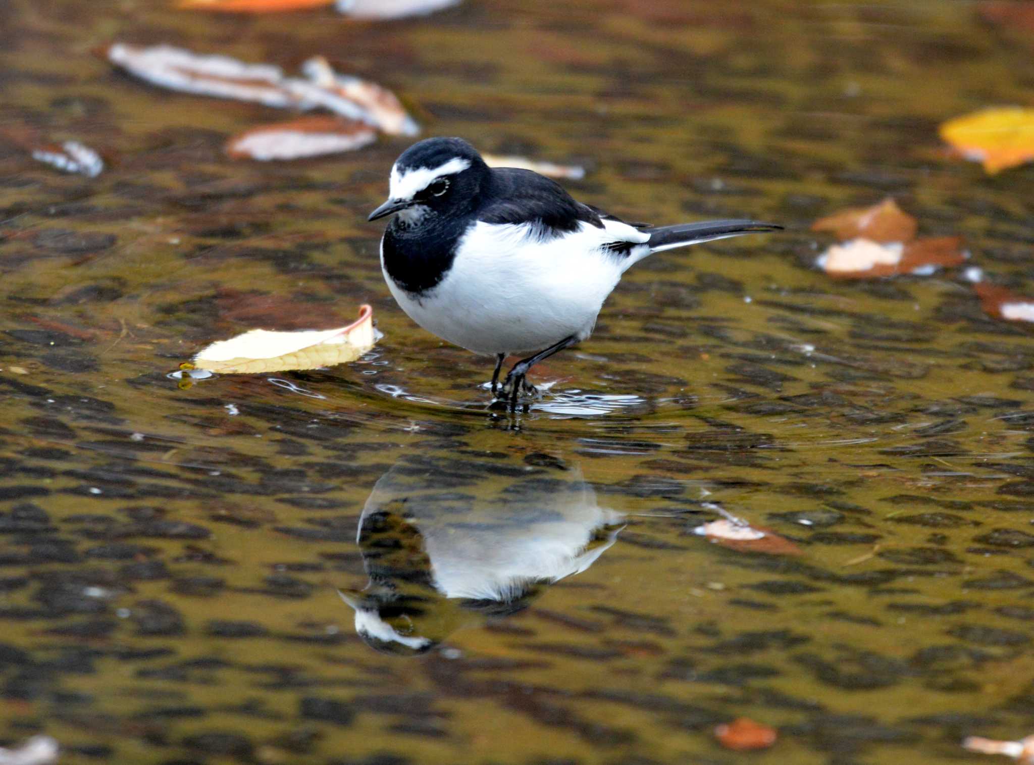 Japanese Wagtail